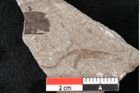 Foto (Detailansicht) von Plantae indet.  (NHMW-GEO-2024-0188-6679)